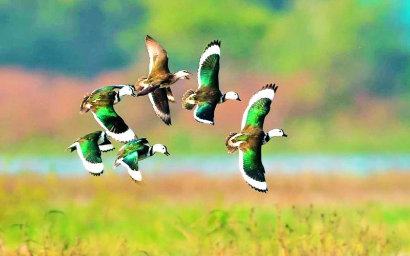 Birds chirp on all reservoirs in Nagpur district | नागपूर जिल्ह्यातील सर्वच जलाशयांवर पक्ष्यांचा किलबिलाट 