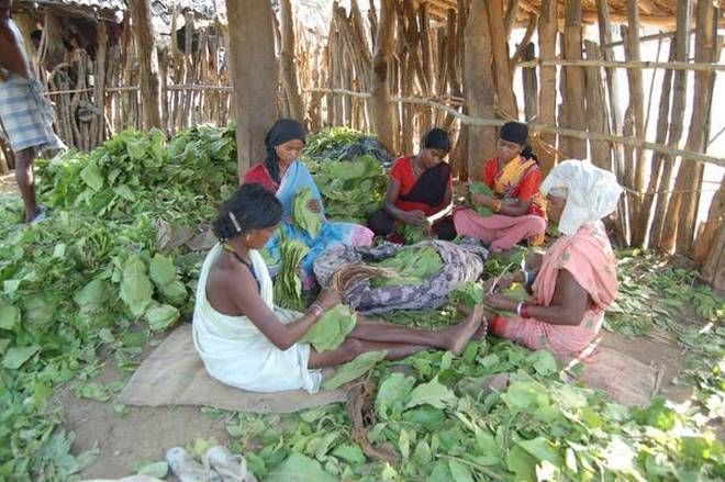 Unemployment crisis on one Tendu workers | एक लाख तेंदू मजुरांवर बेरोजगारीची कुऱ्हाड