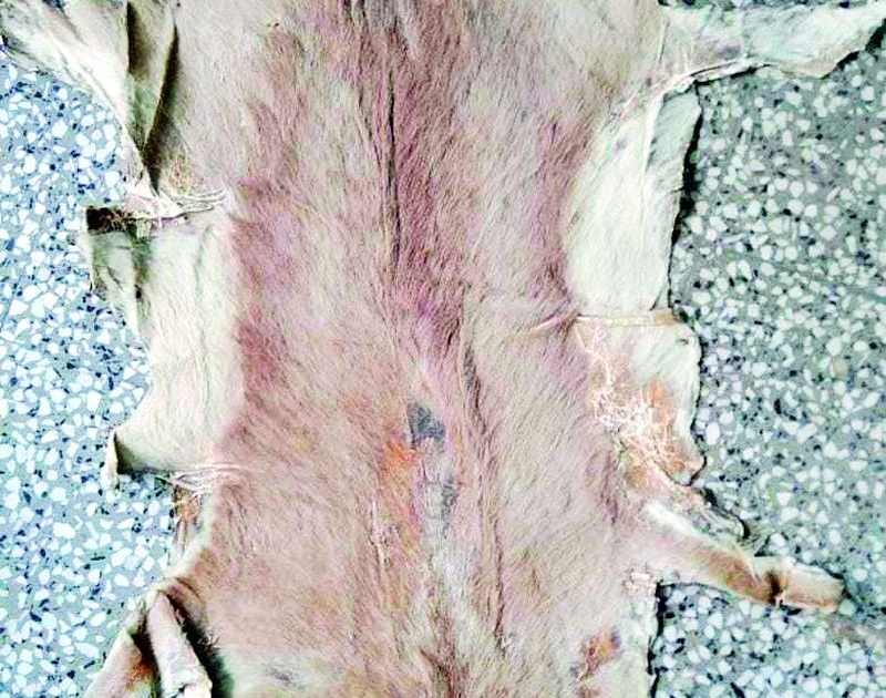 Antelope skin found in Kadam Hospital | कदम हॉस्पिटलमध्ये सापडली काळवीटाची कातडी