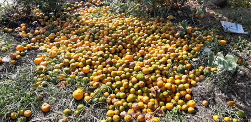 The return rains hit the oranges in Wardha district | परतीच्या पावसाचा वर्धा जिल्ह्यातील संत्राबागांना फटका