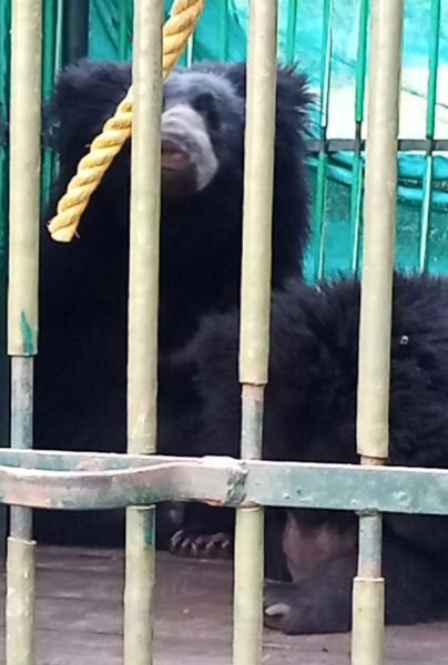 Life support to two bear lying in wells in Chandrapur district | चंद्रपूर जिल्ह्यात विहिरीत पडलेल्या दोन अस्वलांना जीवनदान