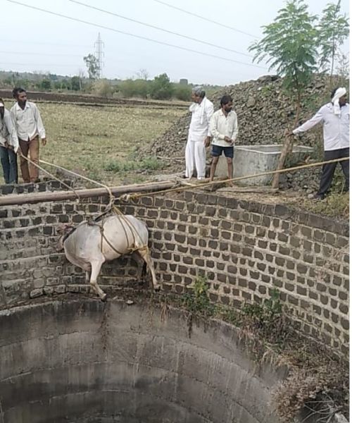 A bull fell into a well and died in Wardha district | वर्धा जिल्ह्यात बैलाचा विहिरीत पडून मृत्यू