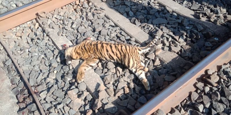 Two bulls of tigers killed in Chandrapur district and killed two calves | चंद्रपूर जिल्ह्यात रेल्वेखाली येऊन वाघाचे तीन बछडे ठार