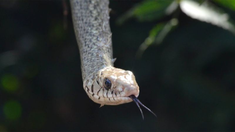 For this reason, snake breeding is necessary | ‘या’ कारणासाठी सापांचे संवर्धन आवश्यक