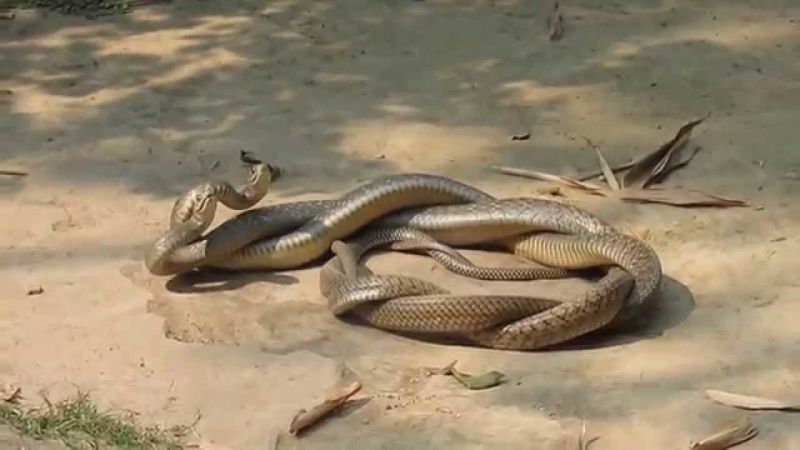 Snake romance in the forest of Melghat; Passengers on the way also stumbled | मेळघाटच्या जंगलात धामणची प्रणयक्रीडा; मार्गावरील प्रवासीही थबकले