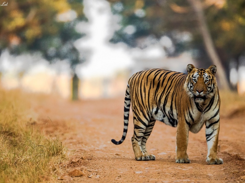 Search campaign for tiger in Chandrapur district | वनविभागाची चंद्रपूर जिल्ह्यात वाघासाठी सर्च मोहीम