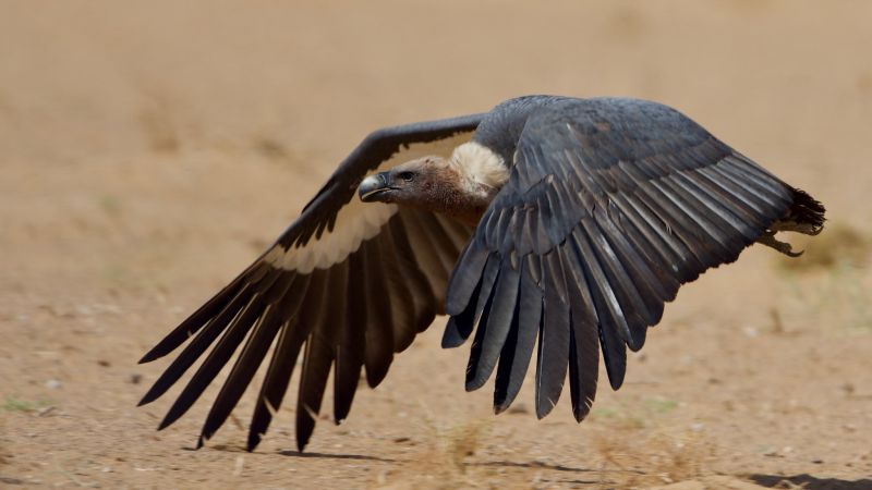 An increase in the number of endangered vultures in the country | देशातील लुप्त होणाऱ्या गिधाडांच्या संख्येत वाढ