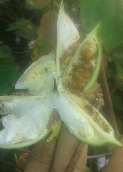 Cotton slurry decreases due to organic bollworm | सेंद्रिय बोंडअळीमुळे कापूस उतारा घटला