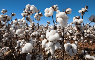 Purchase of 2 crores of cotton in Majalgaon | माजलगावमध्ये ४२ कोटींची कापूस खरेदी