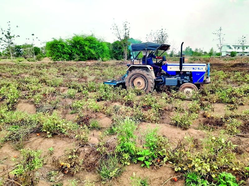 An angry farmer drove a tractor in a tomato field | अन् संतप्त शेतकऱ्याने चक्क टोमॅटोच्या शेतीत चालविला ट्रॅक्टर
