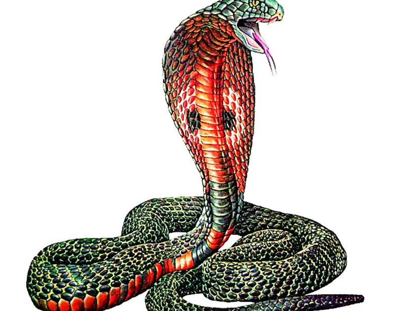 Beware of snakes in the rain; Four species of venomous snakes in the district | पावसाळ्यात सापांपासून सावधान; जिल्ह्यात विषारी सापांच्या चार प्रजाती