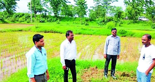 'Saguna' rice cultivation method boon for farmers | ‘सगुना’ भात लागवड पद्धत शेतकऱ्यांसाठी वरदान