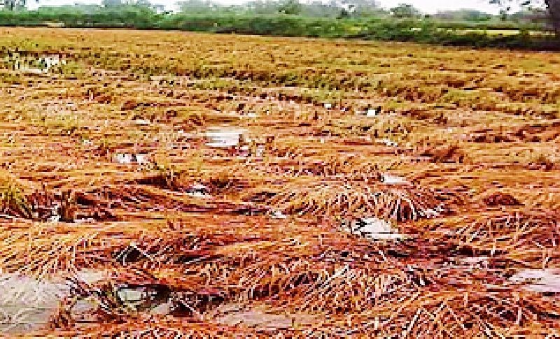 Son-in-law's search for crop damage 'nirk' | पीक नुकसान 'निरंक'चा जावई शोध