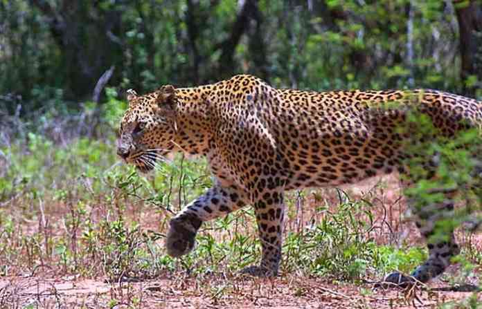 A youth was abducted by a leopard near Kohok | कोहोकडीत बिबट्याने केले युवकाचे अपहरण, पोलीस-वन विभागाच्या वतीने शोध सुरू