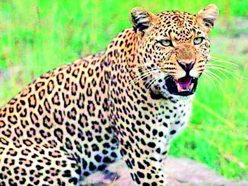 The district was shaken by the terror of tigers and leopards | वाघ व बिबट्यांच्या दहशतीने जिल्हा हादरला
