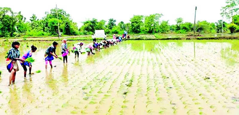 Organic rice cultivation in Tiroda taluka | तिरोडा तालुक्यात सेंद्रिय भात लागवड