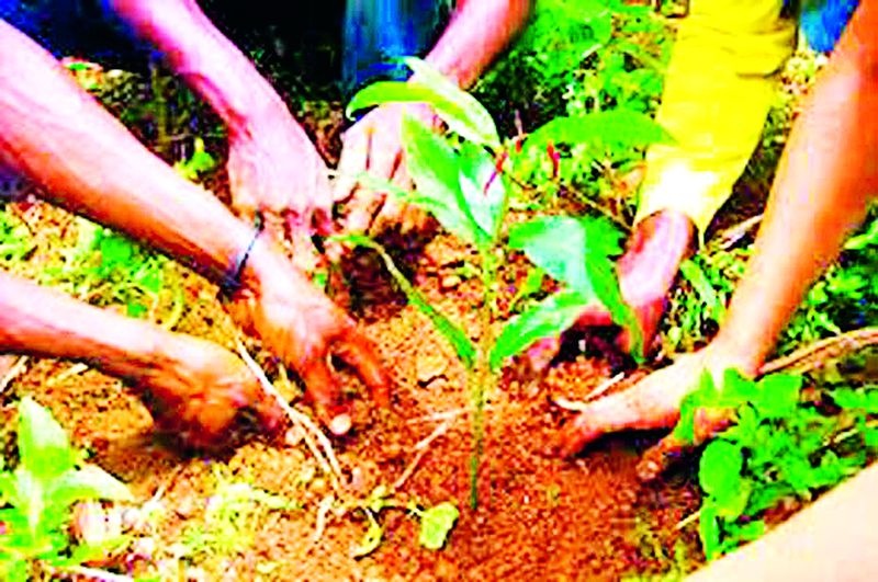 Agencies have started tree plantations | एजंसीच्या माध्यमातून सुरू आहे वृक्षलागवड