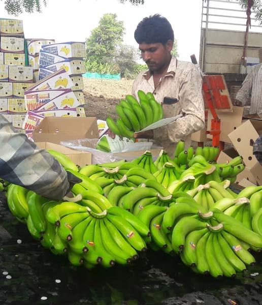 Due to the hard work of foreigners, bananas from Karmalya in Arab countries ...! | परप्रांतीयांच्या कष्टामुळेच करमाळ्यातील केळी अरब देशात...!