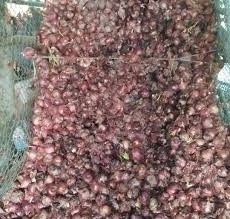  Thousands of tons of summer onion chawl fall | हजारो टन उन्हाळी कांदा चाळीत पडून
