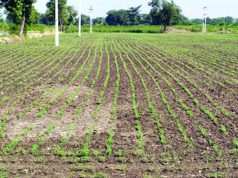 Farmers' inclination towards rabi wheat and gram crop | रब्बीत गहू आणि हरभरा  पिकाकडे शेतकऱ्यांचा कल