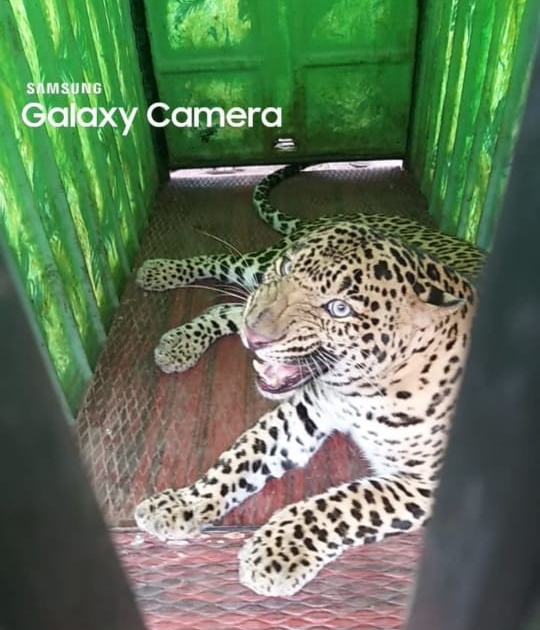 Leopards seized in Kolwadi | कोळवाडीत बिबट्या जेरबंद