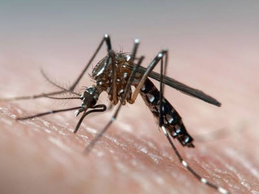 28 people in the district, including Nandurbar city, got dengue infection | नंदुरबार शहरासह जिल्ह्यातील 28 जणांना झाली डेंग्यूची लागण