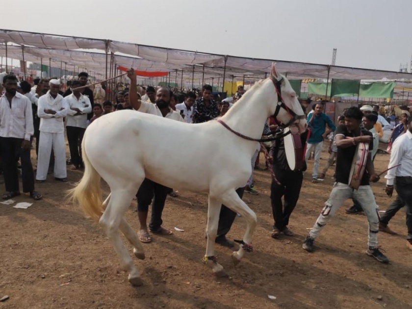 Horse market ahead of one crore within three days | घोडेबाजार तीन दिवसातच एक कोटीच्या पुढे
