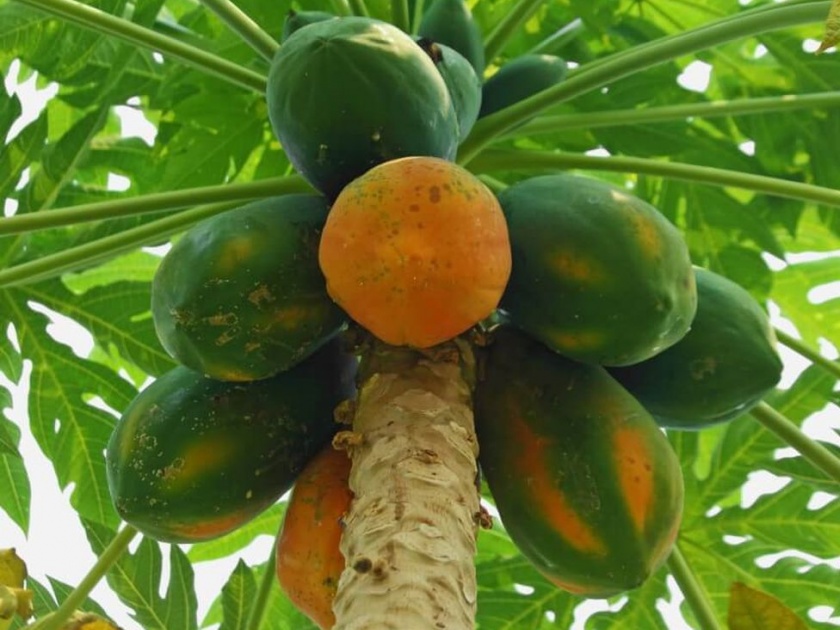 Papaya growers worried about the outbreak of 'Davan' | ‘डावणी’च्या प्रादुर्भावाने पपई उत्पादक चिंतेत