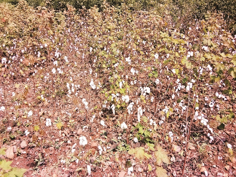 Because of the very little brother of Cotton, due to lack of production cost, the farmer of Mahur, Havaldil | कापसाच्या अत्यल्प भावामुळे उत्पादन खर्चसुद्धा निघत नसल्याने माहुरचे शेतकरी हवालदिल