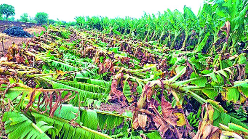 Chopda, loss of millions of crops in Bhadgaon taluka | चोपडा, भडगाव तालुक्यात पिकांचे कोट्यवधीचे नुकसान