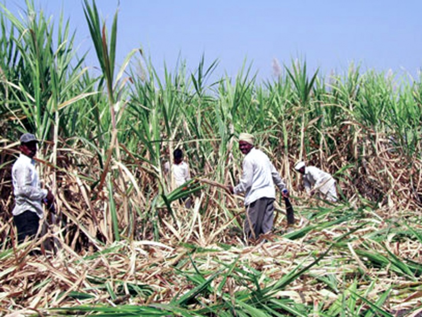 Status in Parbhani district: 11 lakh metric ton sugarcane | परभणी जिल्ह्यातील स्थिती :११ लाख मे.टन उसाचे गाळप