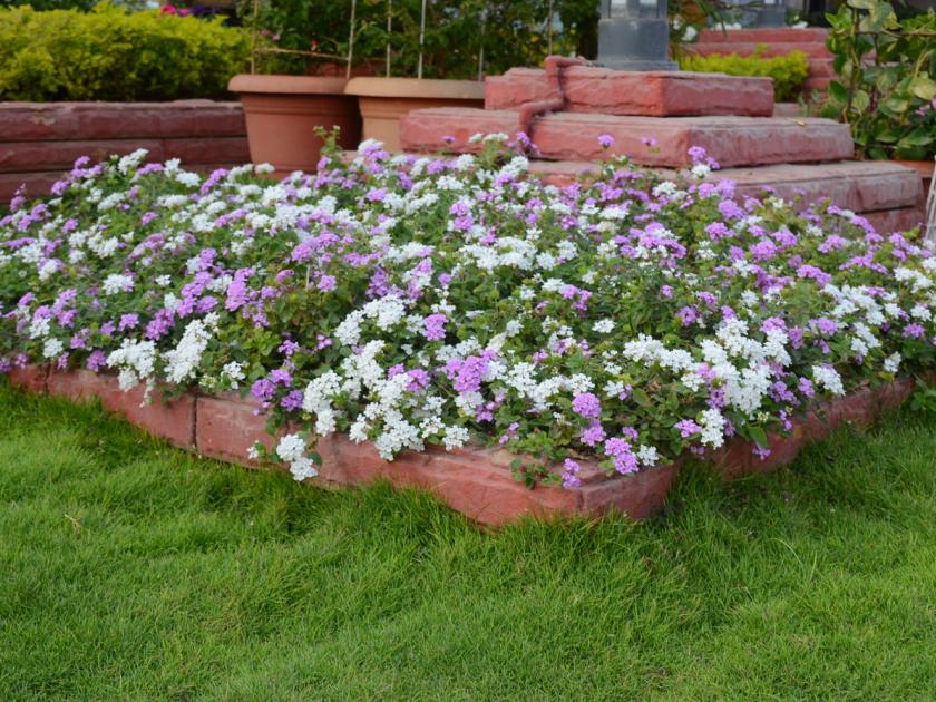 Parbhani: The flower garden in the swirling area | परभणी : जलतरणिका परिसरातील बगिचा फुलला