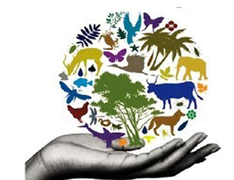 Parbhani: 158 Biodiversity Committees on paper | परभणी : १५८ जैव विविधता समित्या कागदावरच