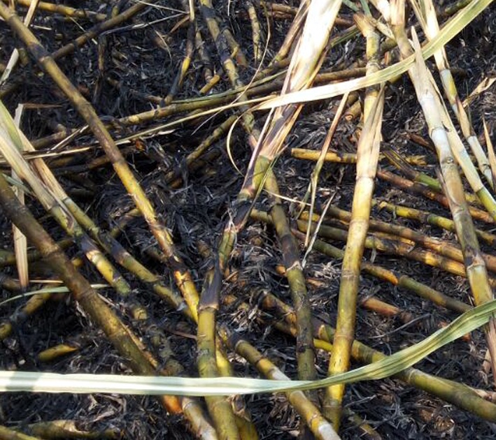 Half acre of sugarcane burned in Parbhani Nagar Shivar | परभणीगौर शिवारात दीड एकर ऊस जळाला