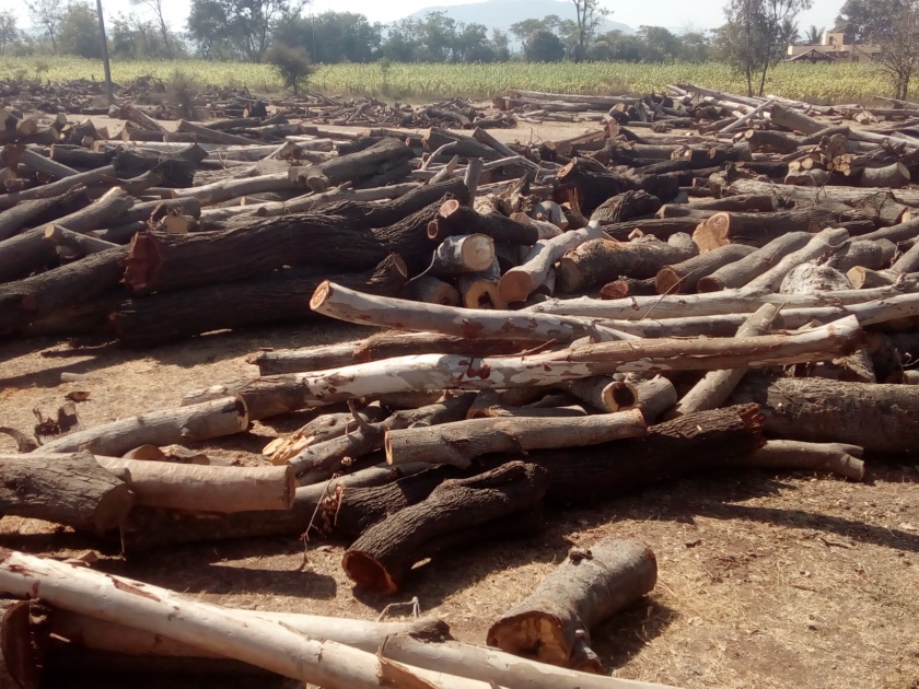 Hundreds of tons of timber stock at Pimpri Fata | पिंपरी फाटा येथे शेकडो टन लाकडांचा साठा
