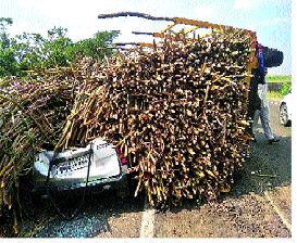 The sugarcane trolley turned upside down on the motorway | मोटारीवर उसाची ट्रॉली उलटली