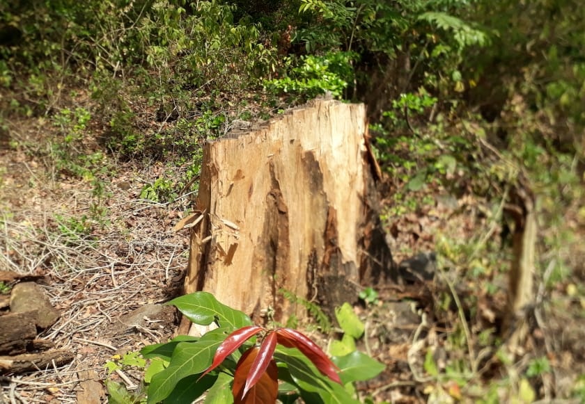  The slaughter of eight sandalwood trees in the Saler reserve forest area | साल्हेर राखीव वनक्षेत्रातील चंदनाच्या आठ झाडांची कत्तल