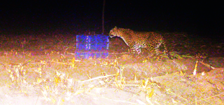 Leopard fever | बिबट्याचा बछडा आईच्या कुशीत