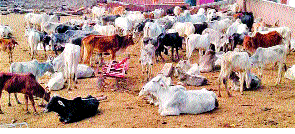 In Sangli district only 67% complete livestock census | सांगली जिल्ह्यात केवळ ६७ टक्केच पशुगणना पूर्ण