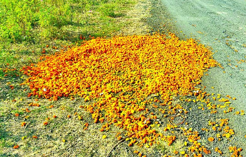 The fall in marigold prices has hit farmers | झेंडू फुलांचे दर घसरले; शेतकऱ्यांना आर्थिक फटका 