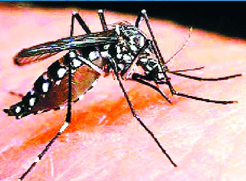 Ten dengue patients found in Sainagar | साईनगरात आढळले डेंग्यूचे दहा रुग्ण