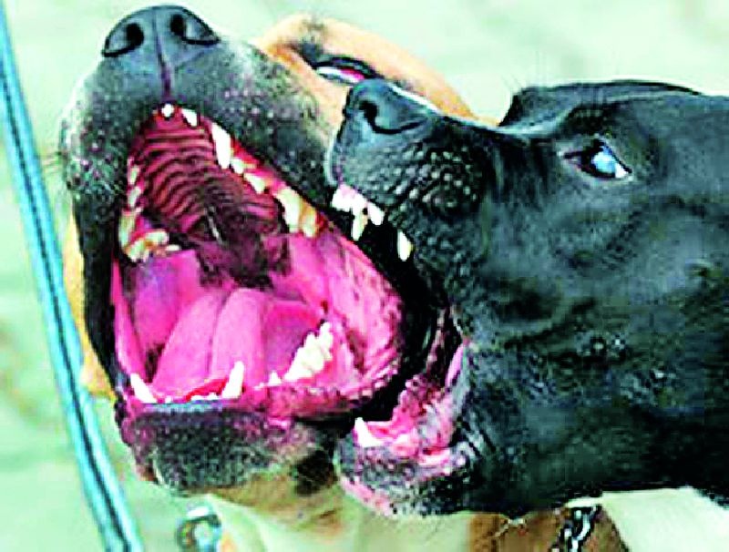 Citizens in danger due to dead dogs with poisonous | पिसाळलेल्यांसह मोकाट श्वानांमुळे नागरिक दहशतीत