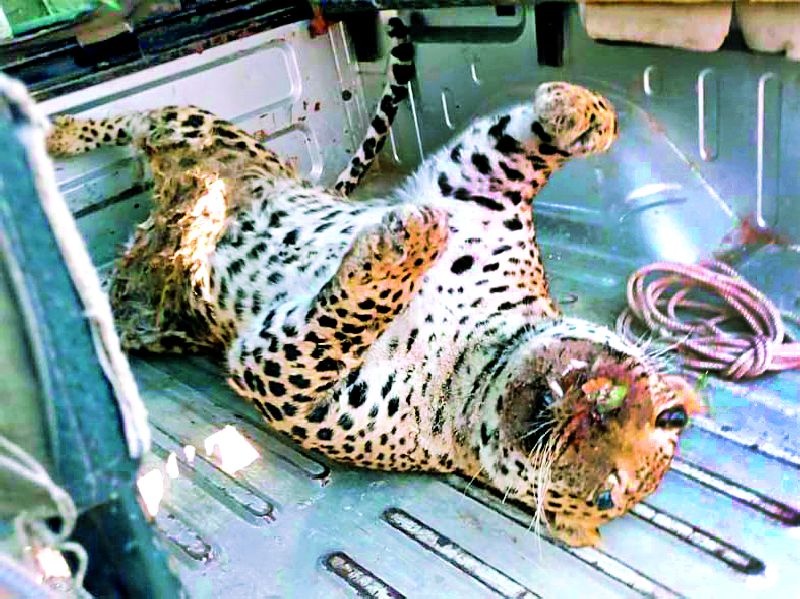 The body of the leopard rattled the area | बिबट्याच्या मृतदेहाने परिसरात खळबळ