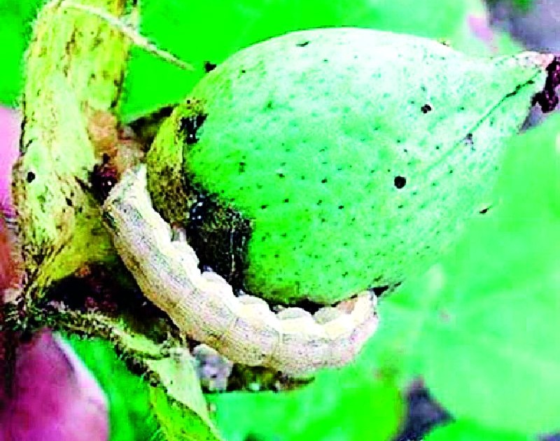 This year's pink bollworm is inevitable | यंदाही गुलाबी बोंडअळीचा प्रादुर्भाव अटळ