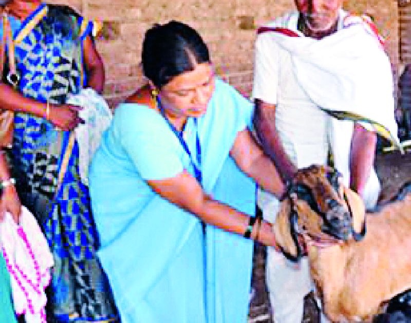 Goats for ATMs for Dahely villagers | दहेली गावकऱ्यांसाठी शेळ्या बनल्या एटीएम