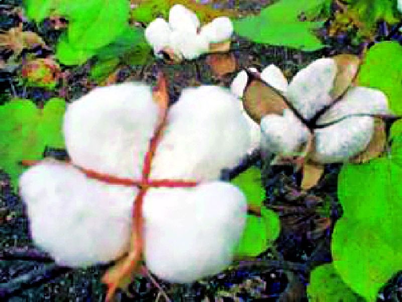Farmers stuck to 24 crores of cotton | शेतकऱ्यांचे कापसाचे २४ कोटींचे चुकारे अडले