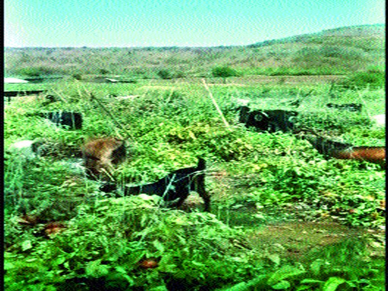  Animals left in tamaric fields | टमाट्याच्या शेतात सोडली जनावरे