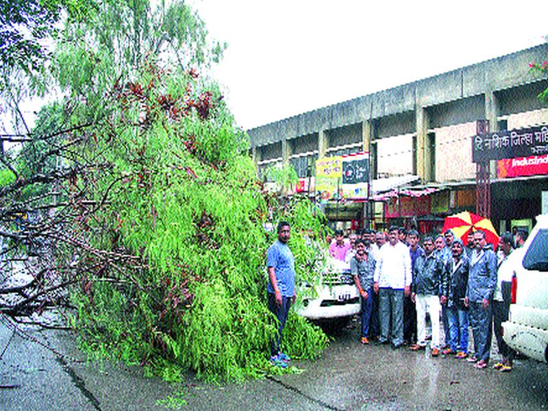  Neem tree near Meher signals fell | मेहेर सिग्नलजवळ कडुलिंबाचे झाड पडले