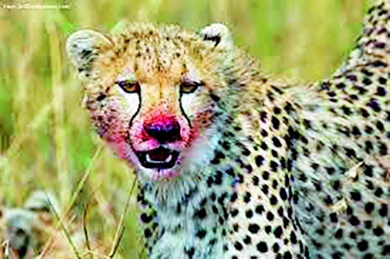 Leopard panic; Eight hunts in eight days! | बिबट्याची दहशत; आठ दिवसांत आठ शिकार!