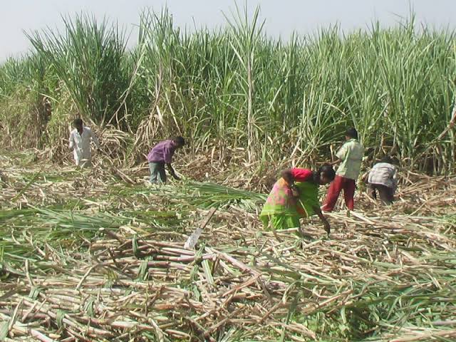 Discussions between Sugarcane Workers Union and Sugar Union failed; Now the ball is in the state government's court | ऊसतोडणी कामगार संघटना व साखर संघ मधील चर्चा फिस्कटली; आता चेंडू राज्य सरकारच्या कोर्टात